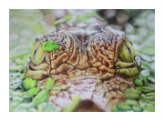 Krokodil